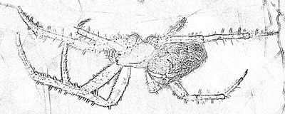 Gro&szlig;e Gartenkreuzspinne